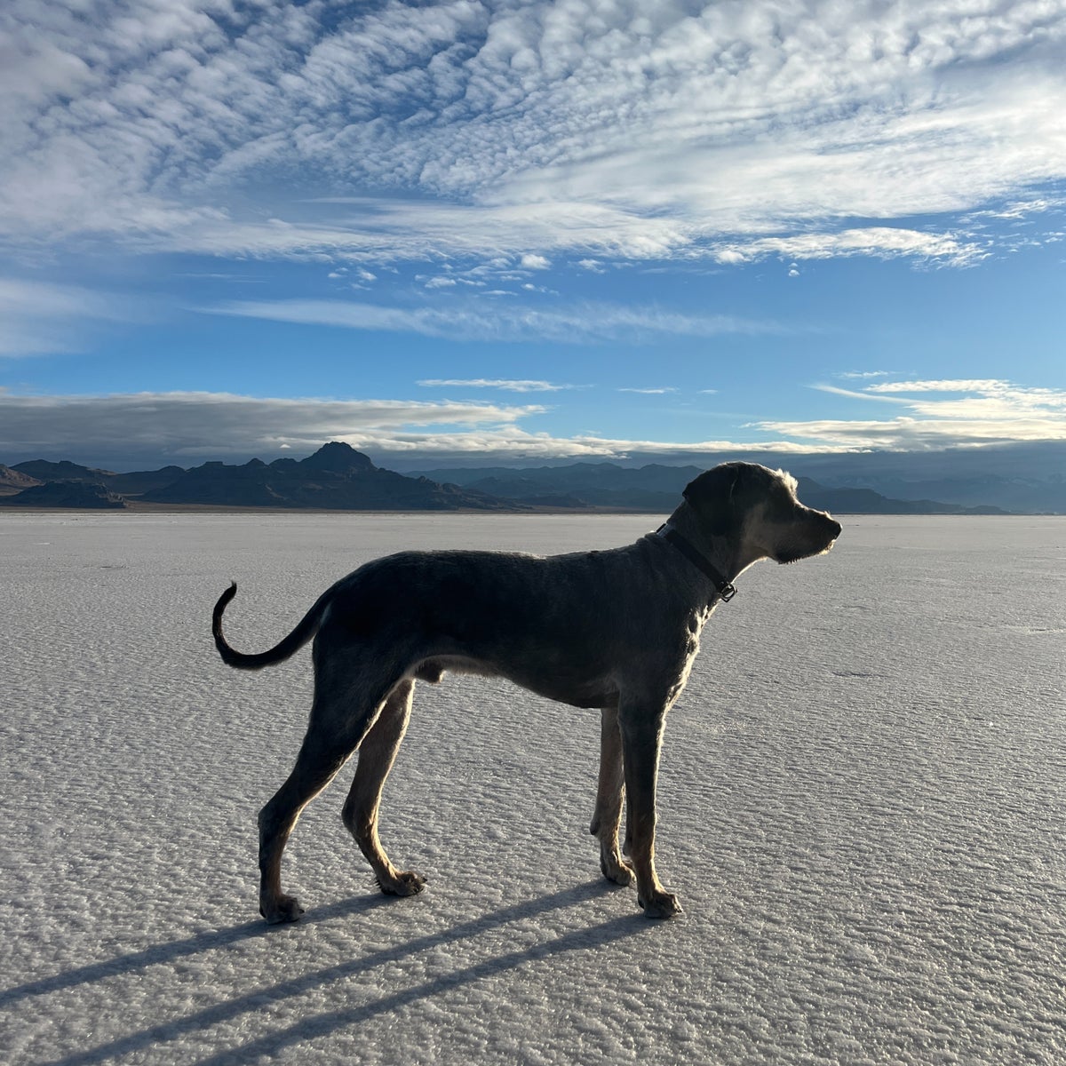 Tailored Tails Grooming Foster City and San Mateo Dog Grooming